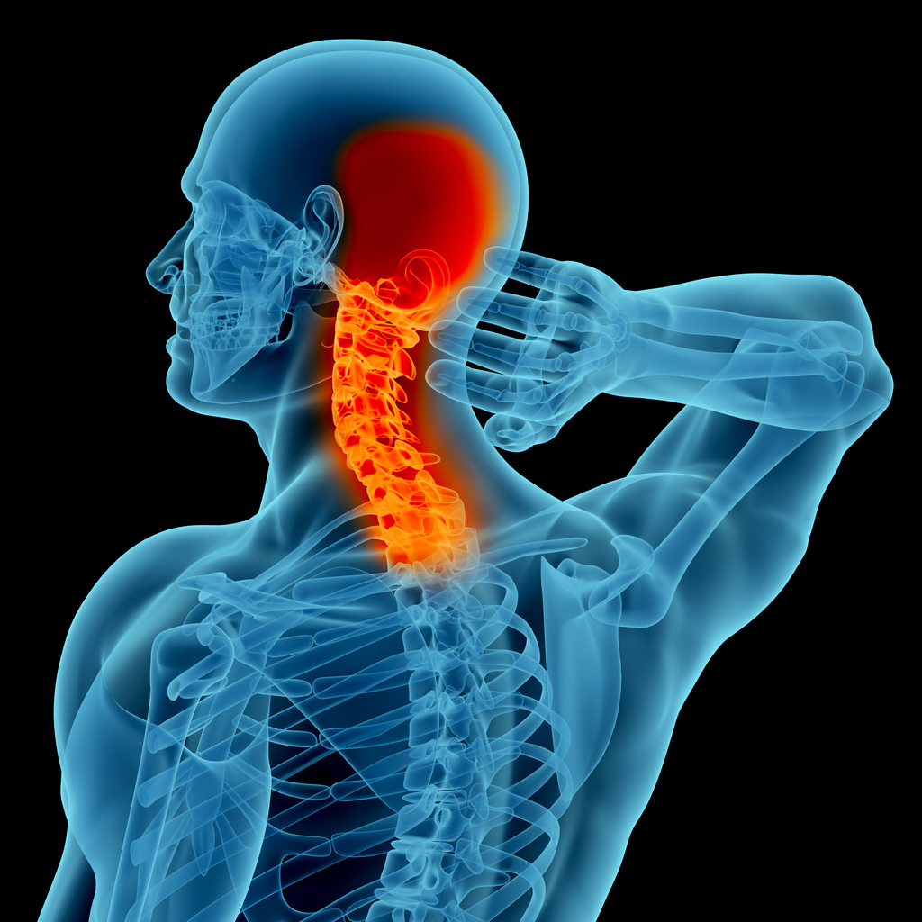 Anatomy of cervical spine showing neck region